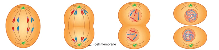 Cell Division